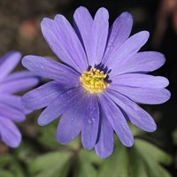 Anemone Blanda Blue Perennial Plant 9cm Pot - Set of 3
