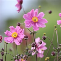 Anemone Fantasy Belle Perennial Plant 2L Pot - Set of 3
