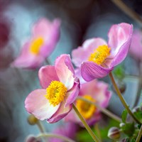 Anemone Fantasy Jasmine Perennial Plant 2L Pot - Set of 3