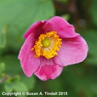 Anemone Hup. Splendens 9cm Pot - Set of 3