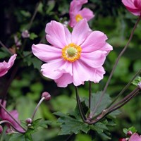 Anemone Hupehensis Serenade Perennial Plant 2L Pot - Set of 3
