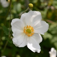 Anemone Hyb Honorine Jobert Perennial Plant 9cm Pot - Set of 3