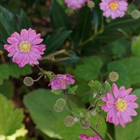 Anemone Hyb. Pamina Perennial Plant 2L Pot - Set of 3