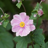 Anemone Hyb Queen Charlotte Perennial Plant 2L Pot - Set of 3