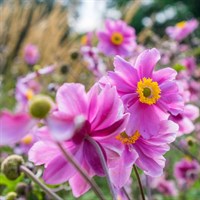 Anemone Hyb. Serenade Perennial Plant 2L Pot - Set of 3