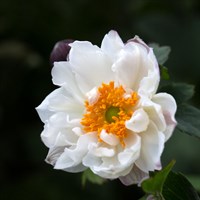 Anemone Hyb. Snow Angel Perennial Plant 2L Pot - Set of 3