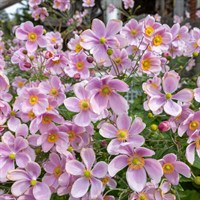 Anemone Royal Candy Perennial Plant 2L Pot - Set of 3