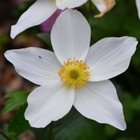 Anemone Wild Swan Perennial Plant 2L Pot - Set of 3