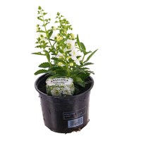 Angelonia Archangel White 13cm Pot Bedding 