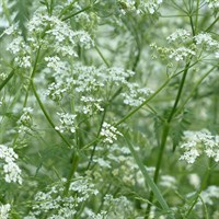 Anthriscus Ravenswing Perennial Plant 9cm Pot - Set of 3