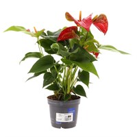 Anthurium Andr 'Success Red' Houseplant - 12cm Pot