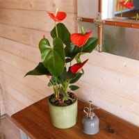 Anthurium Orange Houseplant