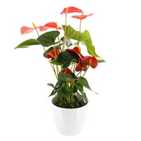 Anthurium (Red) Houseplant in White Ceramic Pot