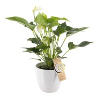 Anthurium (White) Houseplant in White Ceramic Pot