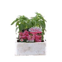 Antirrhinum F1 Corronette Pink 6 Pack Boxed Bedding