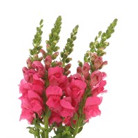 Antirrhinum (x 5 Individual Stems) - Pink