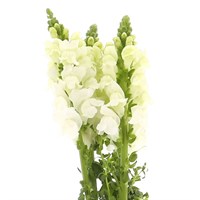 Antirrhinum  (x 5 Individual Stems) - White