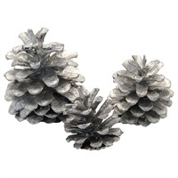 APAC 1kg Austriaca Silver Pine Cones (DF4007)