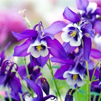 Aquilegia Kirigami Deep Blue & White Perennial Plant 9cm Pot - Set of 3