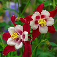 Aquilegia Kirigami Red & White Perennial Plant 9cm Pot - Set of 3