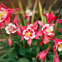 Aquilegia Kirigami Rose & Pink Perennial Plant 9cm Pot - Set of 3