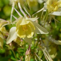 Aquilegia Kirigami Yellow Perennial Plant 9cm Pot - Set of 3