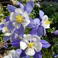 Aquilegia Spring Magic Blue Perennial Plant 9cm Pot - Set of 3