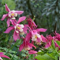Aquilegia Spring Magic Rose Perennial Plant 9cm Pot - Set of 3