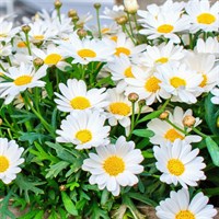 Argyranthemum Everest Perennial Plant 2L Pot - Set of 3