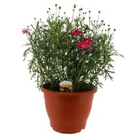 Argyranthemum Mixed Colour 6.5L Pot Bedding