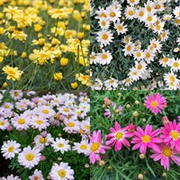 Argyranthemum Perennial Set - Mixed Colours - 3 x 2L Pots