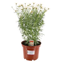 Argyranthemum White 3L Pot Bedding 