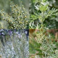 Artemisia Perennial Set - Mixed Colours - 3 x 2L Pots
