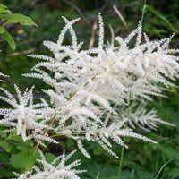 Aruncus Dioicus Knoiffii Perennial Plant 2L Pot - Set of 3