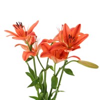 Asiatic Lily (x 4 Individual Stems) - Red