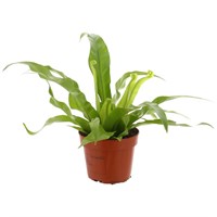 Asplenium Nidus Antiquum Houseplant - 12cm Pot