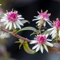 Aster Lat. Prince Perennial Plant 9cm Pot - Set of 3