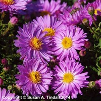 Aster Little Pink Beauty 2L Pot - Set of 3