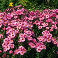 Aster N.A. Alma Potschke Perennial Plant 9cm Pot - Set of 3