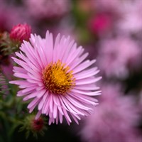 Aster N.A. Harrington's Pink Perennial Plant 9cm Pot - Set of 3