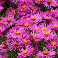 Aster N.B. Alice Haslam Perennial Plant 9cm Pot - Set of 3