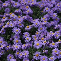 Aster N.B. Lady In Blue Perennial Plant 9cm Pot - Set of 3