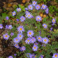 Aster N.B. Magic Lavender 9cm Pot - Set of 3