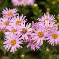 Aster N.B. Magic Pink 9cm Pot - Set of 3