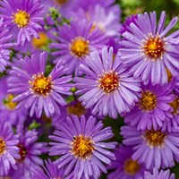 Aster N.B. Magic Purple 9cm Pot - Set of 3