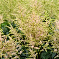 Astilbe Europa Perennial Plant 2L Pot - Set of 3