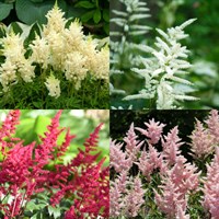 Astilbe Perennial Set - Mixed Colours - 3 x 2L Pots