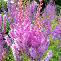Astilbe Pumila 9cm Pot - Set of 3