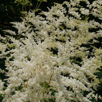 Astilbe Simplicifolia Snowsprite Perennial Plant 2L - Set of 3