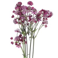 Astrantia (x 5 Individual Stems) - Pink